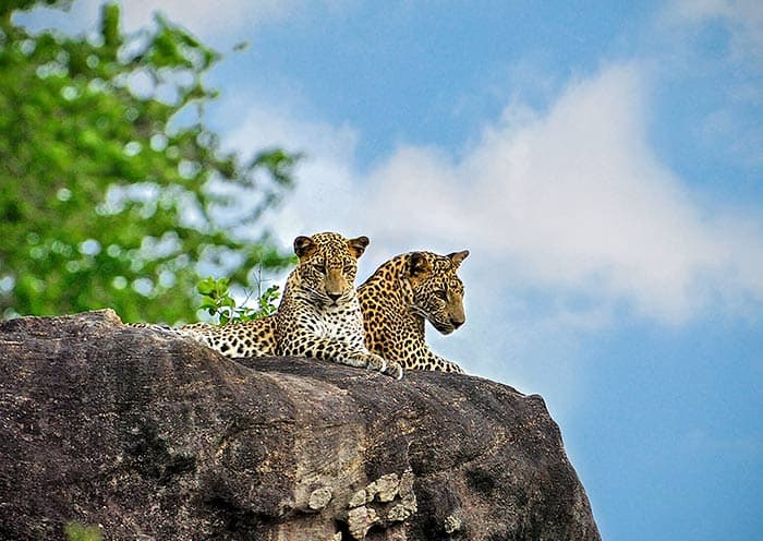 Wildlife & Nature